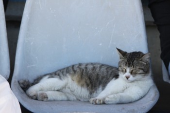 אפילו היא מאוכזבת מהשחקנים. הקמע פורטונה.