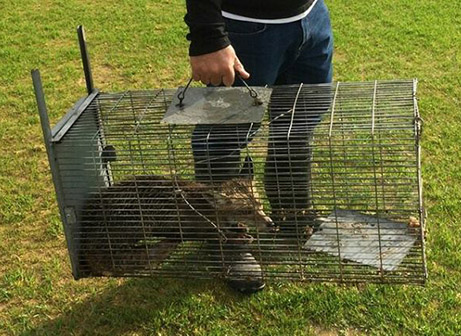 השועל שנתפס בטבריה (באדיבות דף הפייסבוק הרשמי עירוני טבריה)