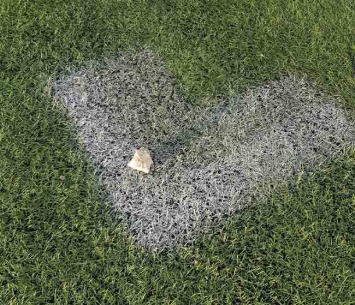 האבן שנזרקה