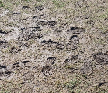 המגרש בטמרה מהבוקר