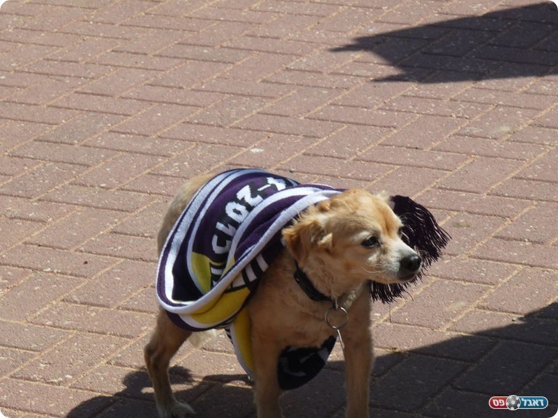 אפילו הכלבלב החמוד הזה בא לשמוח (אלי שמואלי)