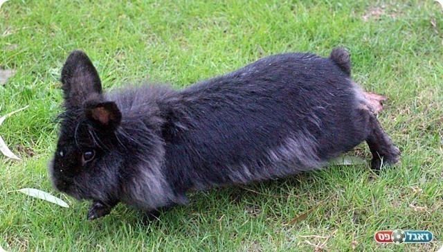 גם היא השתעממה היום בוינטר (לירן דורף)