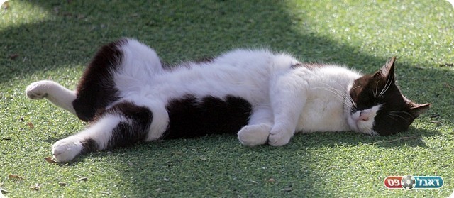 ויש כאלו שהעדיפו להשתזף בבטן גב (לירן דורף)